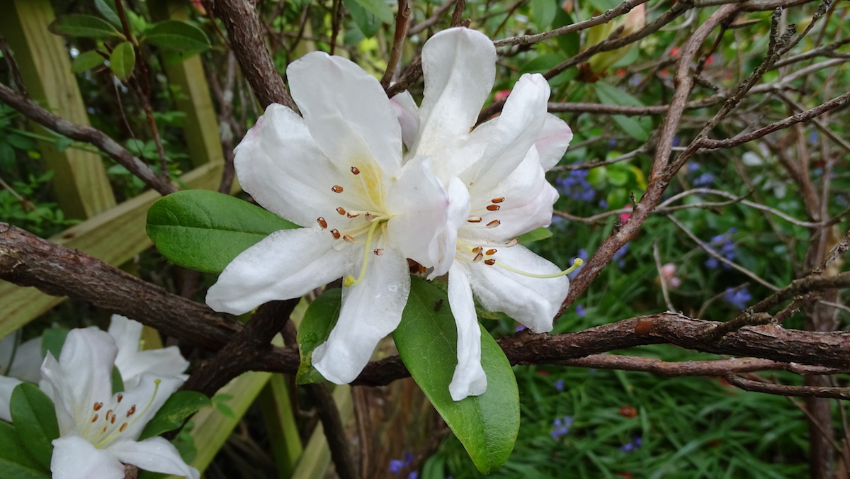 Unknown R. formosum hybrid?
